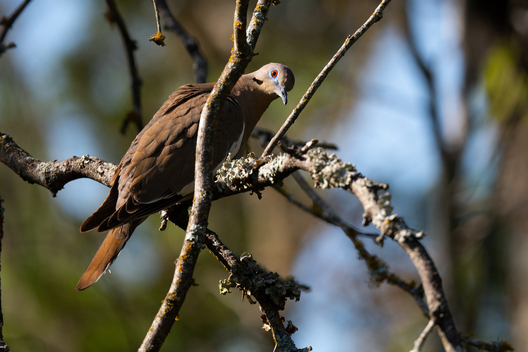 Birds, bird photographs, bird photographer, photos of birds, Jay Brittain bird photography
