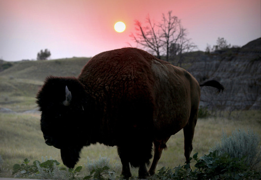 Theodore Roosevelt Natl. Park (South), North Dakota