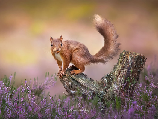 Red squirrel on a tree stump among autumn heathers — wildlife nature photo by Kieran O Mahony
