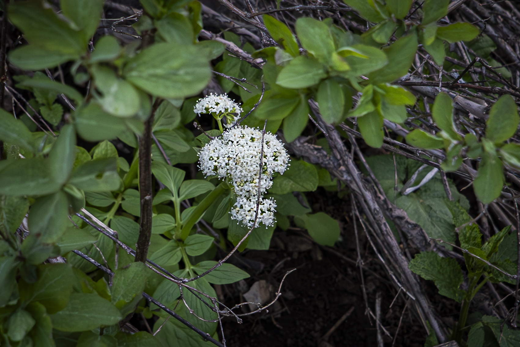 Big Cottonwood Canyon