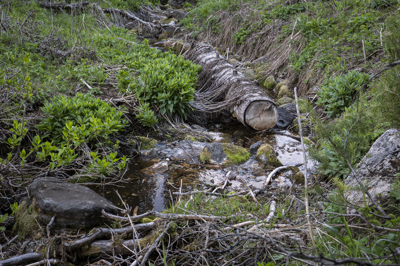 Big Cottonwood Canyon