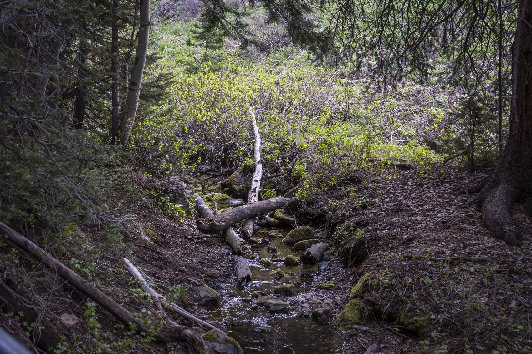 Big Cottonwood Canyon