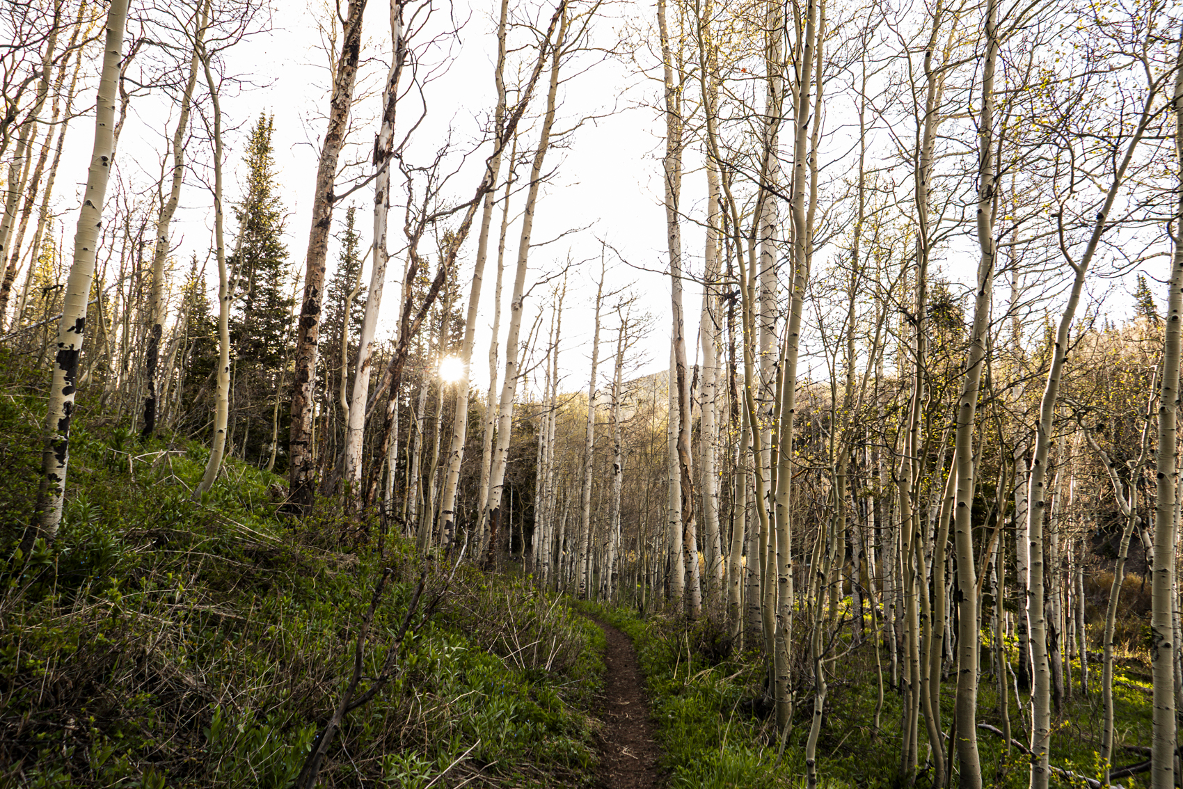 Big Cottonwood Canyon