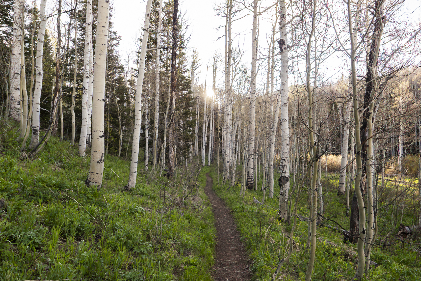 Big Cottonwood Canyon