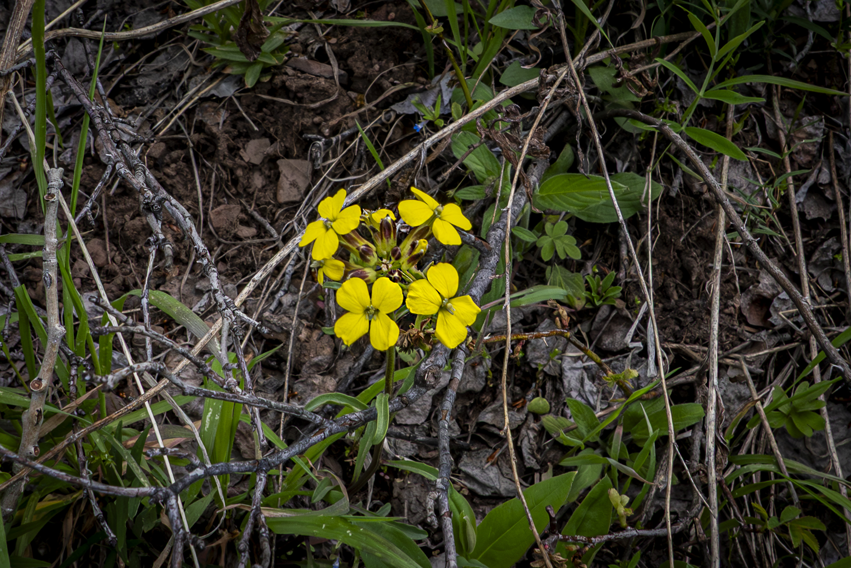 Big Cottonwood Canyon