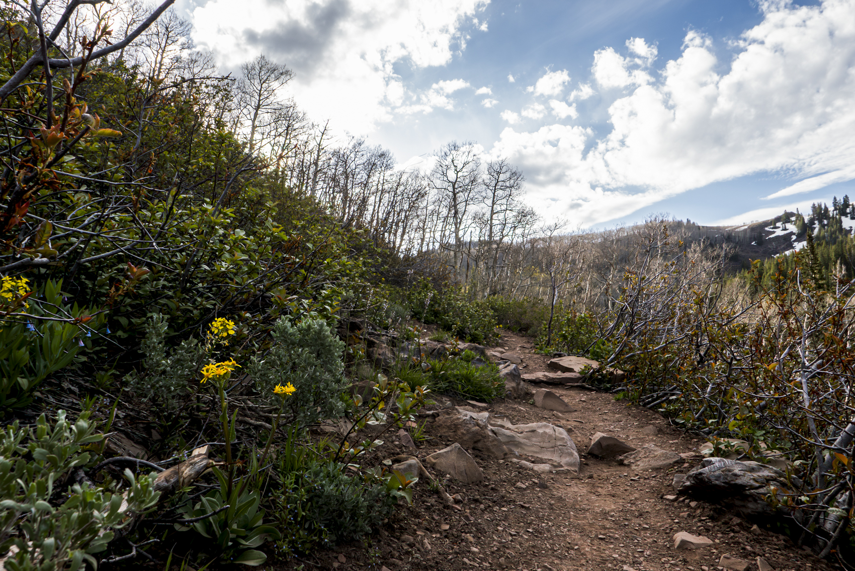 Big Cottonwood Canyon