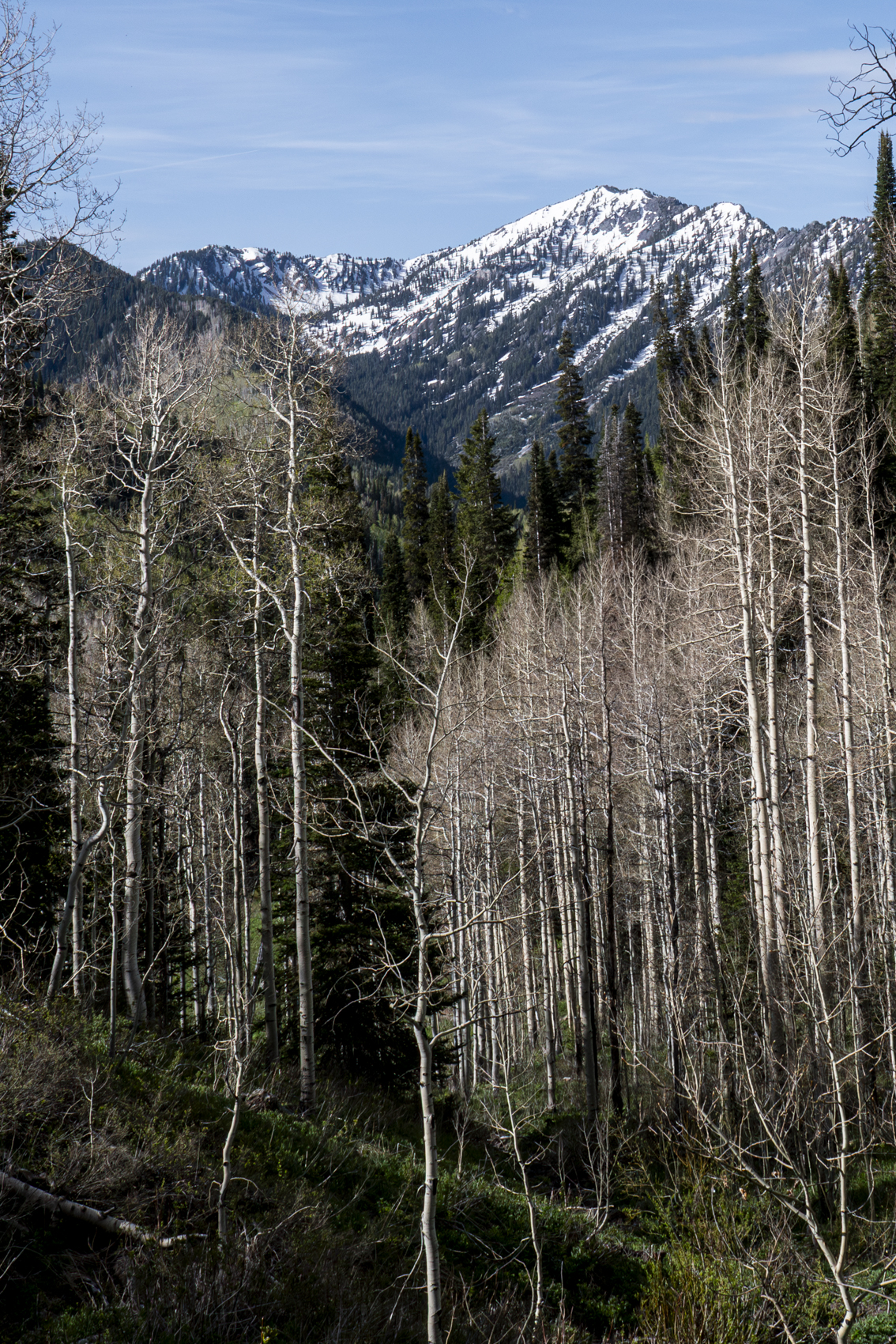 Big Cottonwood Canyon