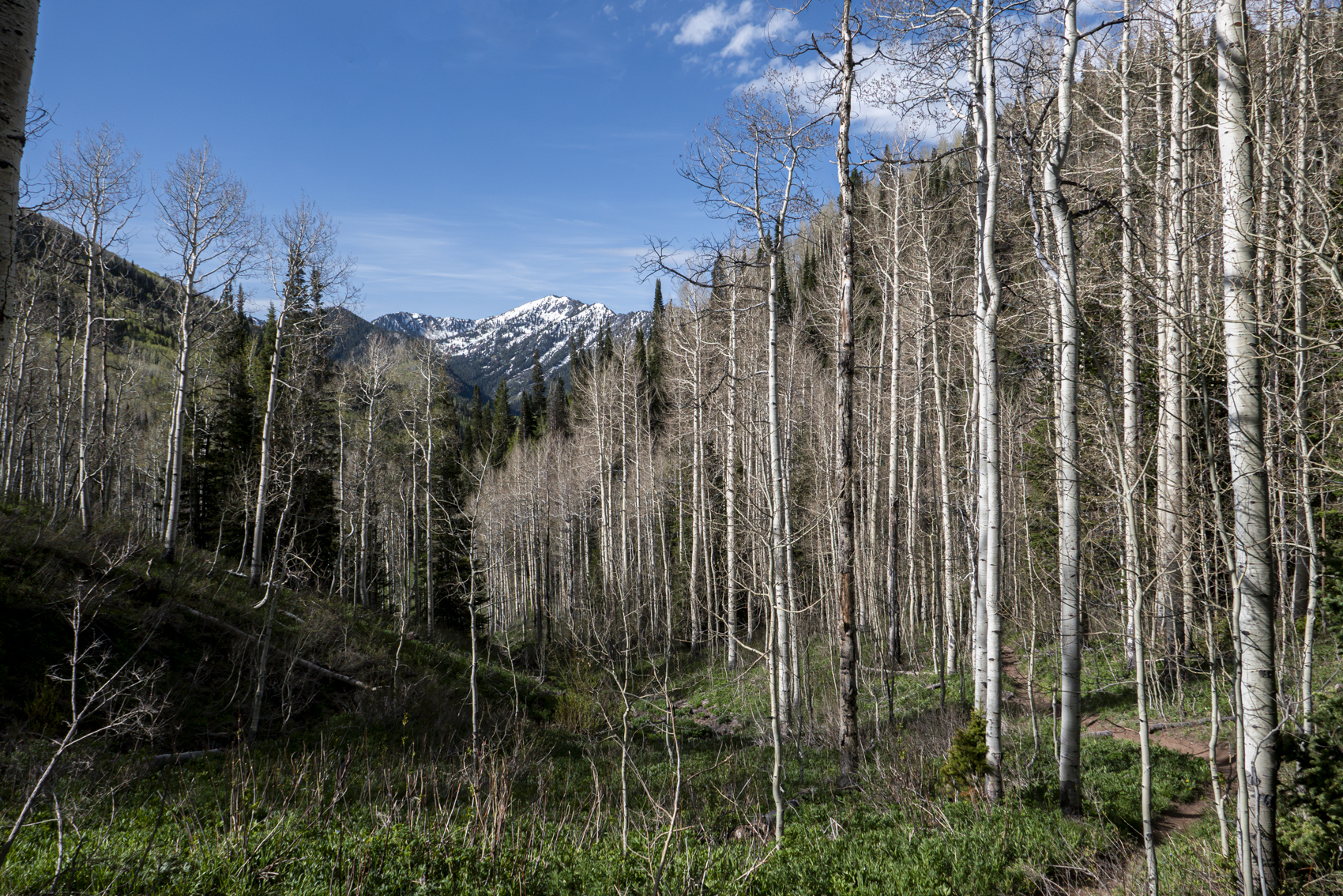 Big Cottonwood Canyon