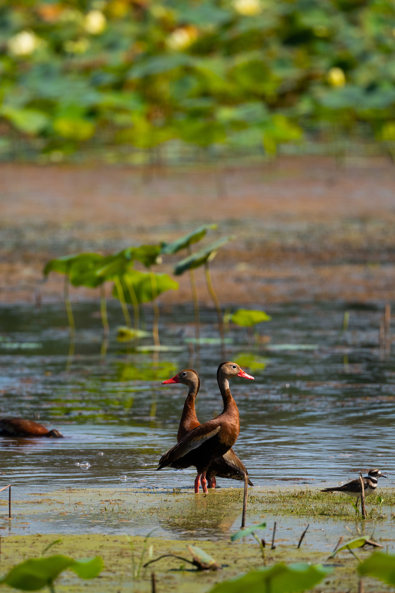 Birds, bird photographs, bird photographer, photos of birds, Jay Brittain bird photography