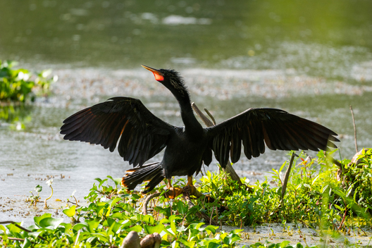 photographs of birds by Jay Brittain