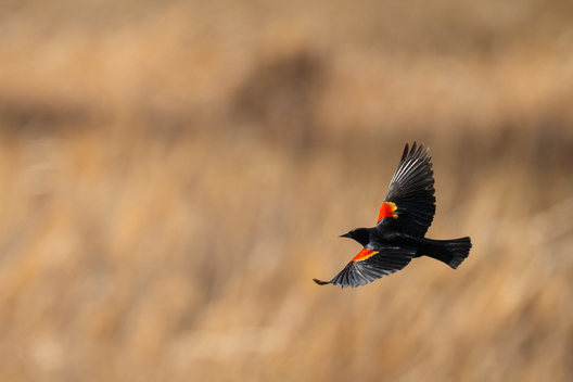 Birds, bird photographs, bird photographer, photos of birds, Jay Brittain bird photography