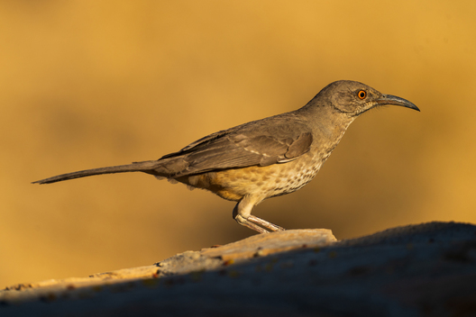 Birds, bird photographs, bird photographer, photos of birds, Jay Brittain bird photography