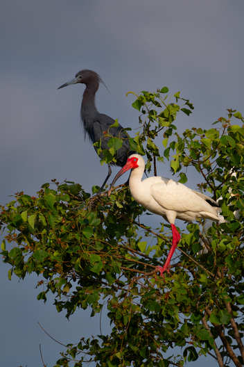photographs of birds by Jay Brittain