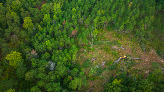 Jay Brittain photography. Forest photography. Photographs of forest management. Forest Management. Photographs of the forest industry. photographs of foresters at work.