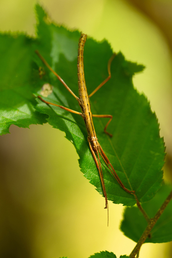 Nature and conservation photography from Jay Brittain