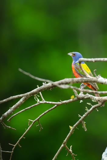 Birds, bird photographs, bird photographer, photos of birds, Jay Brittain bird photography