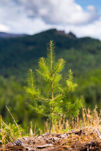 Jay Brittain photography. Forest photography. Photographs of forest management. Forest Management. Photographs of the forest industry. photographs of foresters at work.