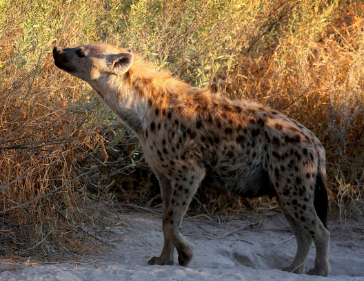 Chitabe, Botswana