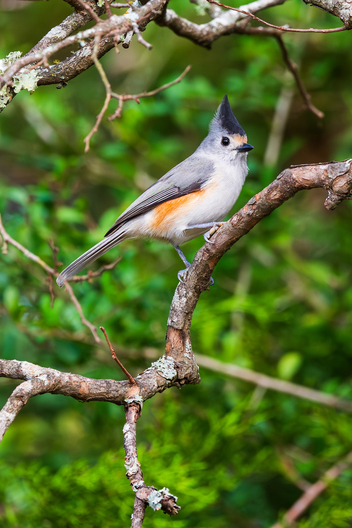 Birds, bird photographs, bird photographer, photos of birds, Jay Brittain bird photography