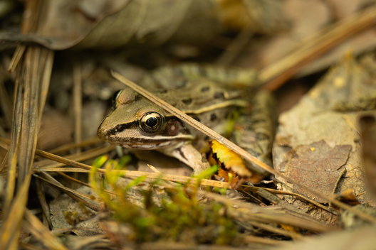 Nature and conservation photography from Jay Brittain