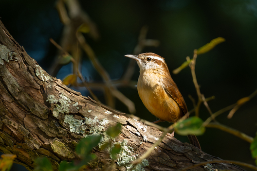 Birds, bird photographs, bird photographer, photos of birds, Jay Brittain bird photography