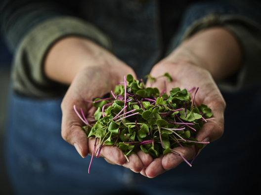 Restaurant dish captured by food photographer Jessica Grenier for menu design and promotional materials.