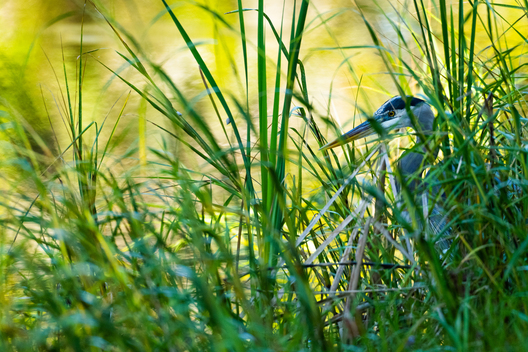 Birds, bird photographs, bird photographer, photos of birds, Jay Brittain bird photography