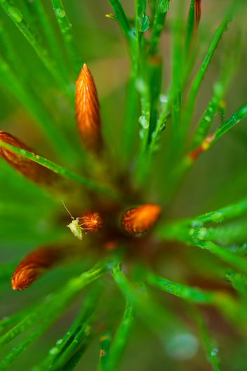 Jay Brittain photography. Forest photography. Photographs of forest management. Forest Management. Photographs of the forest industry. photographs of foresters at work.