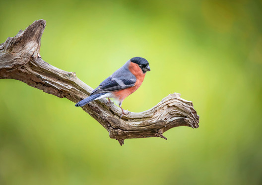 Bullfinch captured on a old tree branch— vibrant bird photograph by Kieran O Mahony
