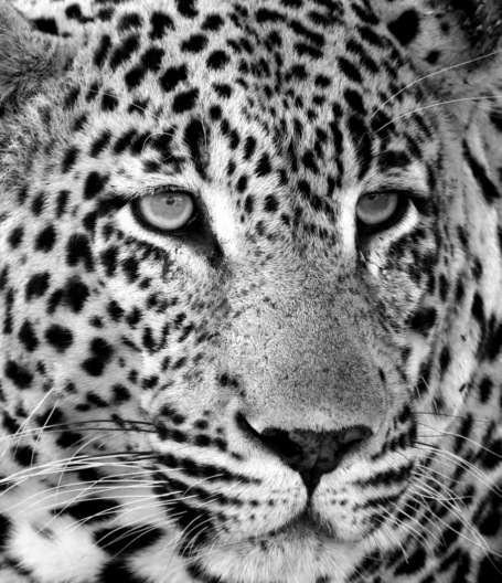 Sabi Sands, South Africa