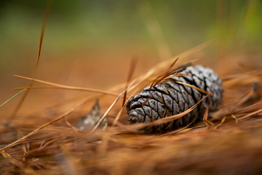 Jay Brittain photography. Forest photography. Photographs of forest management. Forest Management. Photographs of the forest industry. photographs of foresters at work.