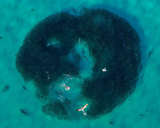 Gulf of Mexico Bait Ball - Seacrest, Florida