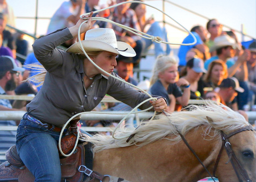Rodeo Roper - Lemmon, South Dakota
