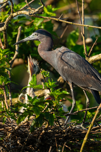 Birds, bird photographs, bird photographer, photos of birds, Jay Brittain bird photography