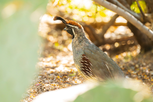 Birds, bird photographs, bird photographer, photos of birds, Jay Brittain bird photography