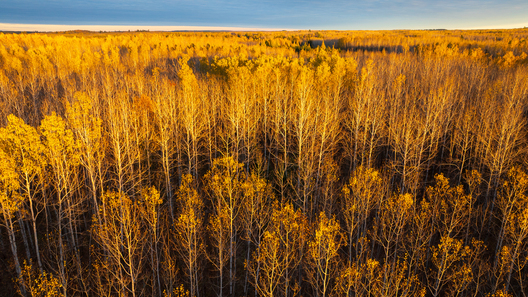 Nature and conservation photography from Jay Brittain