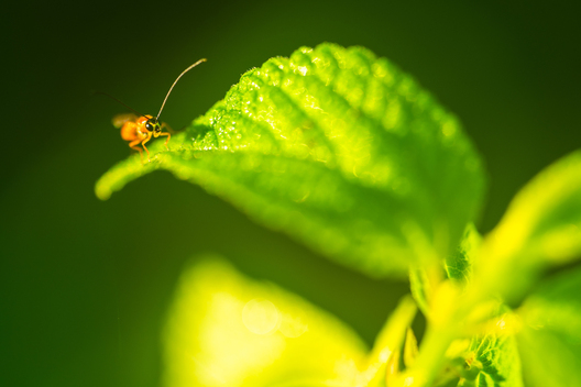 Nature and conservation photography from Jay Brittain