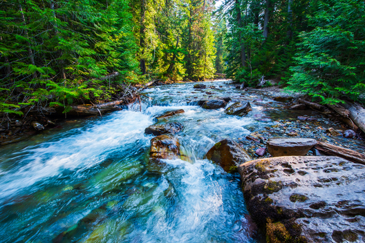 Nature Conservation photography from Glacier National Park by Jay Brittain