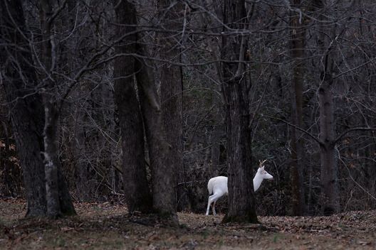 Spirit Deer - Williamson County, Tennessee