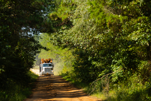 Jay Brittain photography. Forest photography. Photographs of forest management. Forest Management. Photographs of the forest industry. photographs of foresters at work.