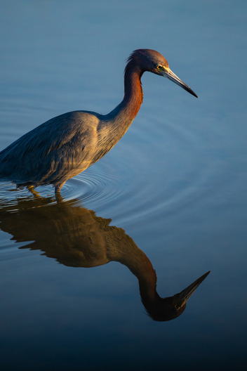 Birds, bird photographs, bird photographer, photos of birds, Jay Brittain bird photography