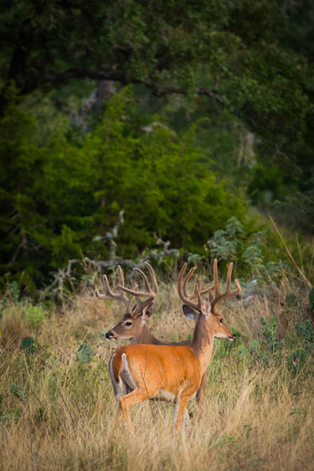 Nature and conservation photography from Jay Brittain