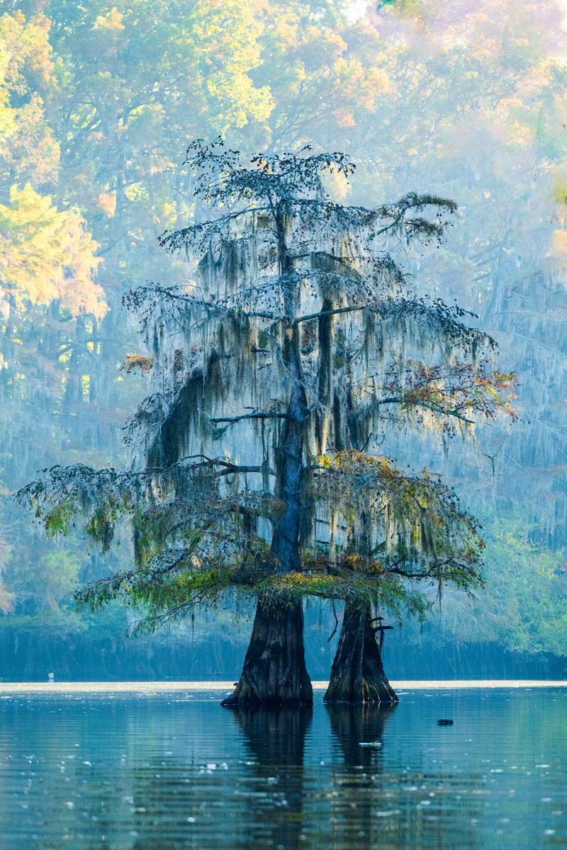 Nature and conservation photography from Jay Brittain