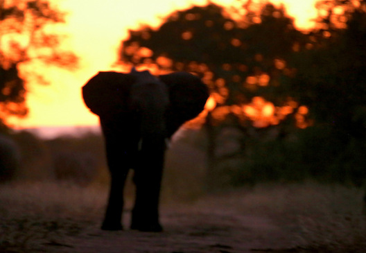 Elephant - Sabi Sands, New York
