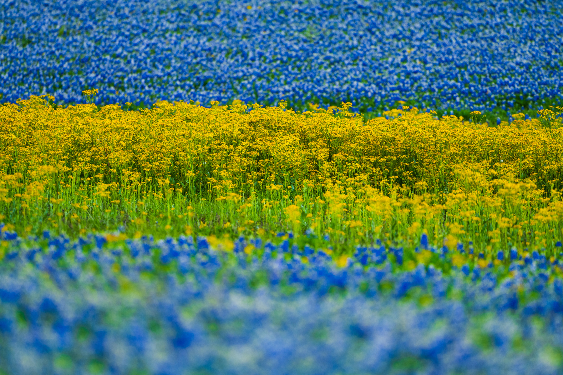 Nature and conservation photography from Jay Brittain