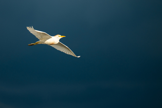 Birds, bird photographs, bird photographer, photos of birds, Jay Brittain bird photography