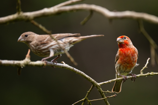 Birds, bird photographs, bird photographer, photos of birds, Jay Brittain bird photography