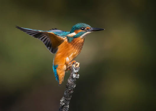 Kingfisher captured mid-landing on river perch in Mallow, Ireland by Kieran O Mahony