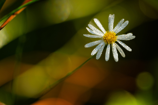 Nature and conservation photography from Jay Brittain