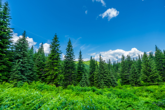 Jay Brittain photography. Forest photography. Photographs of forest management. Forest Management. Photographs of the forest industry. photographs of foresters at work.